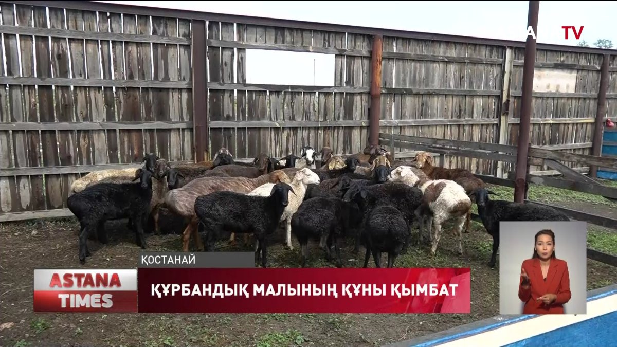 Қостанайда құрбандық малының құны қымбат