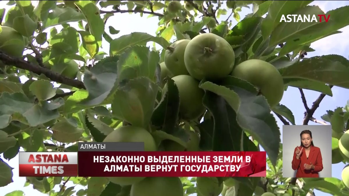 Яблоневые сады вернут алматинцам члены комиссии «Жер аманаты» партии «AMANAT»