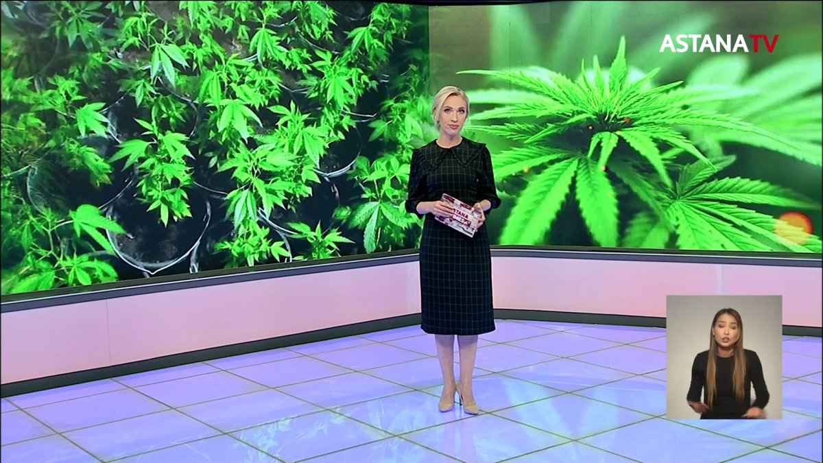 Коноплю прямо на кухне выращивала 60-летняя жительница Степногорска