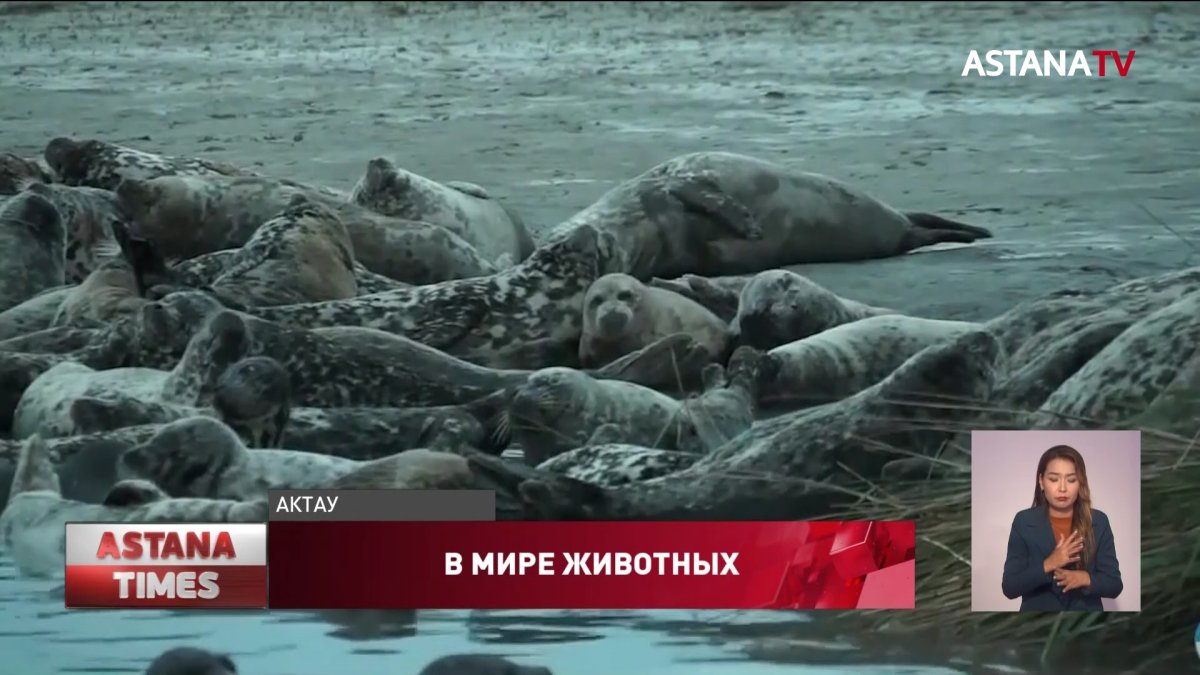 Экологи объяснили причину агрессивного поведения тюленей в Актау