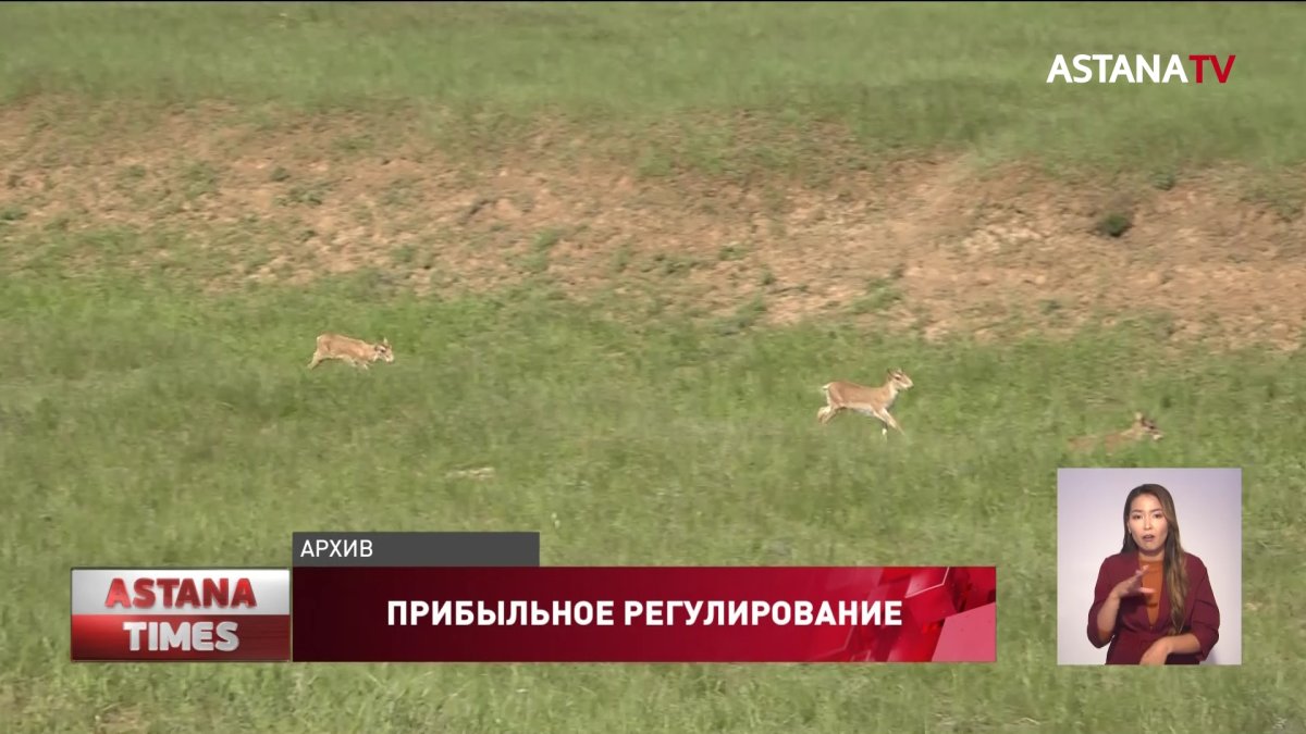 В Казахстане могут разрешить платно охотиться на сайгаков