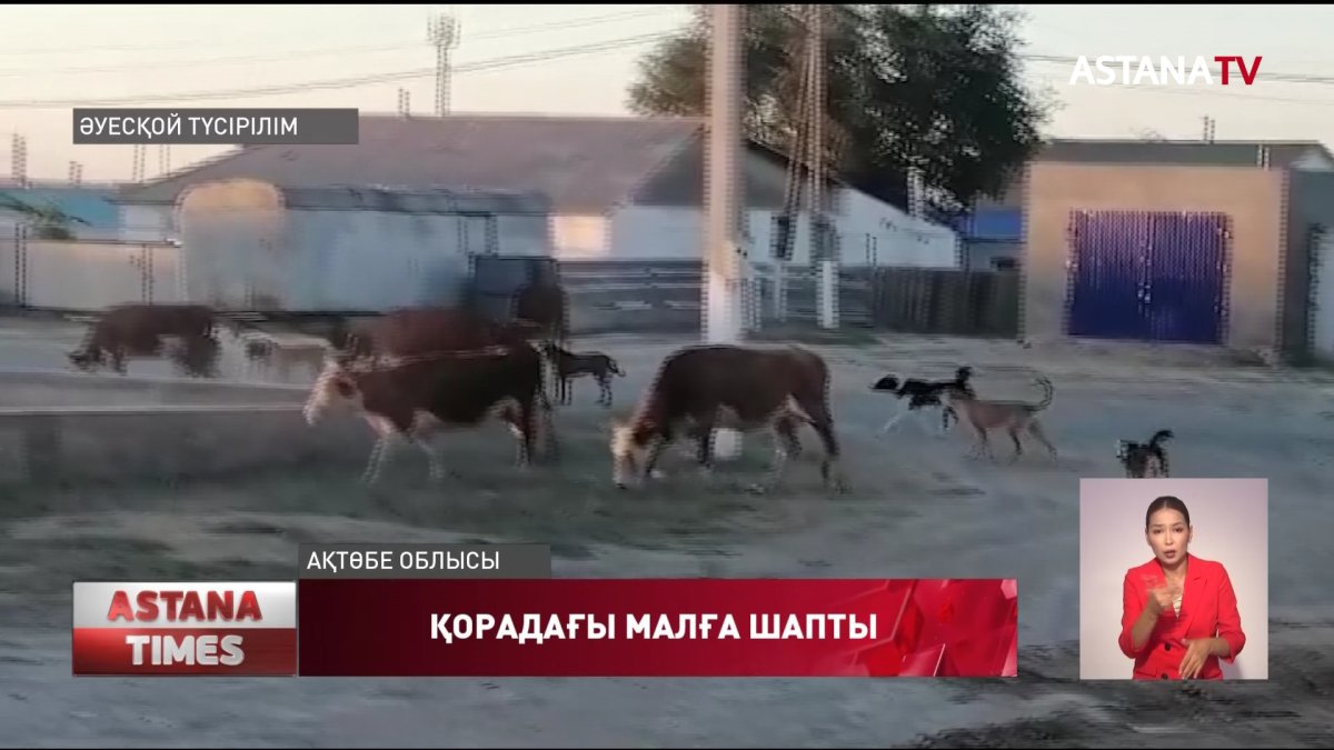 Ақтөбе облысында бұралқы иттер қорадағы малға шапқан