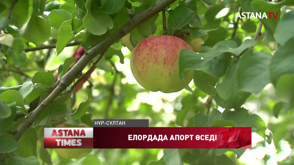 Елордада апорт алмасы өседі