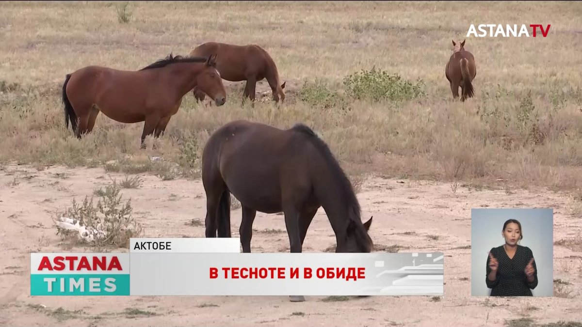 Без пастбищ остались жители пригорода Актобе