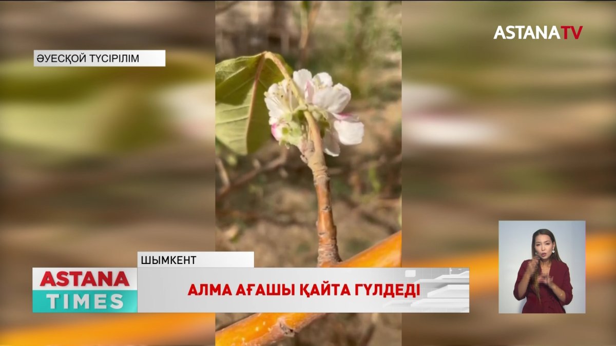 Шымкентте алма ағашы гүл ашып жатыр