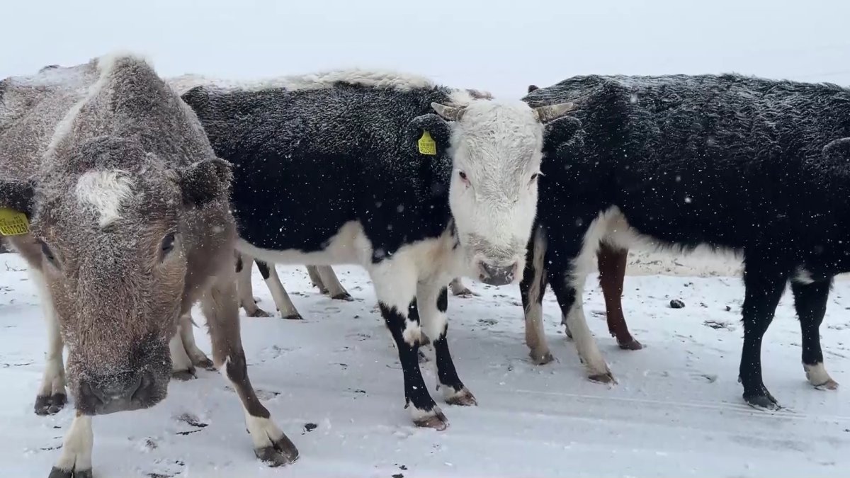 Жамбыл облысы Сарысу ауданында 6 жылдан бері су жоқ