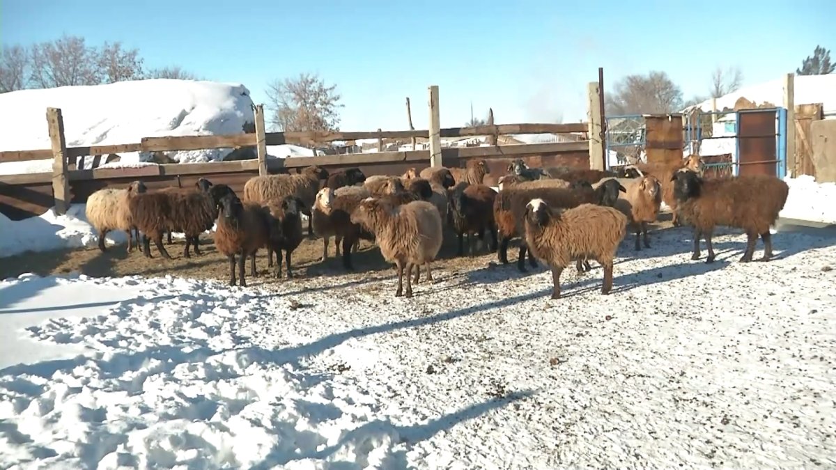 Қарағанды облысында халық мал жаятын жайылым таппай отыр