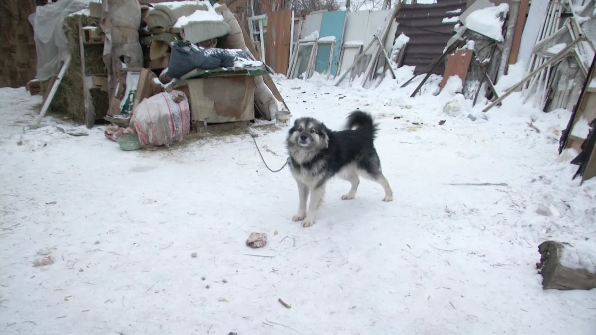 При загадочных обстоятельствах гибнут собаки в одном из павлодарских приютов