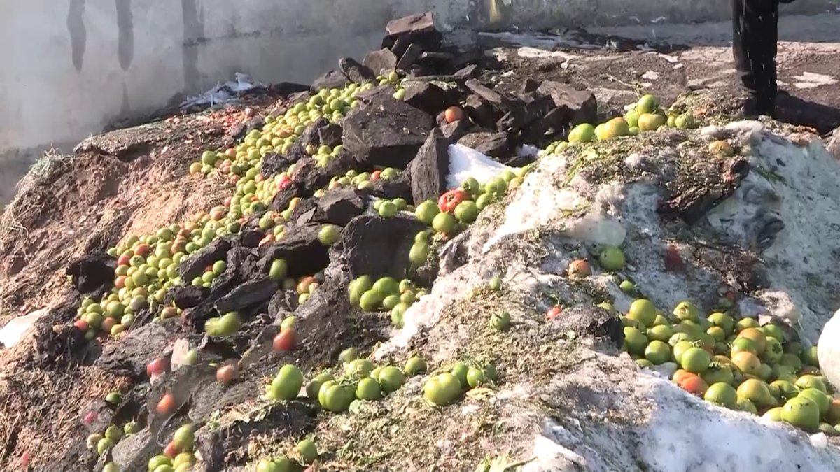 Шымкентте қызанақтар қоқысқа тасталып жатыр