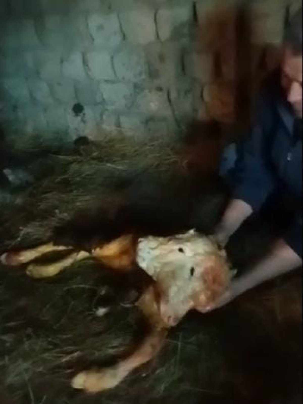 Батыс Қазақстан облысында екі басты бұзау туды