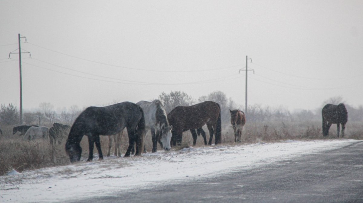 СҚО-да қараусыз жүрген жылқылардың иесі жауапқа тартылды