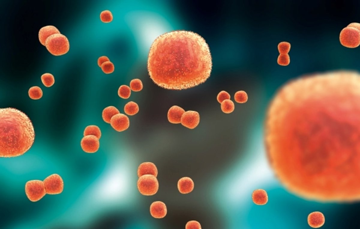 4 адамнан менингококк инфекциясы анықталды