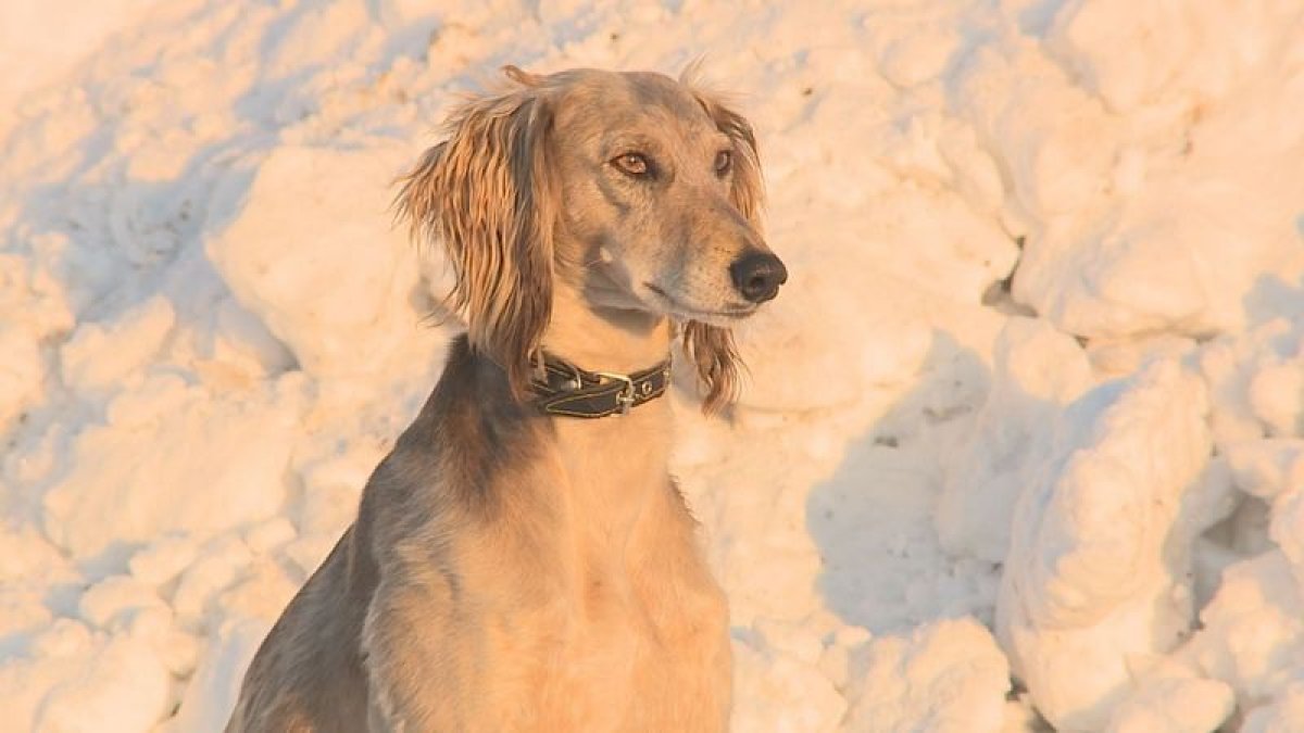 Клуб любителей чистокровных тазы появился в одном из сёл Карагандинской области
