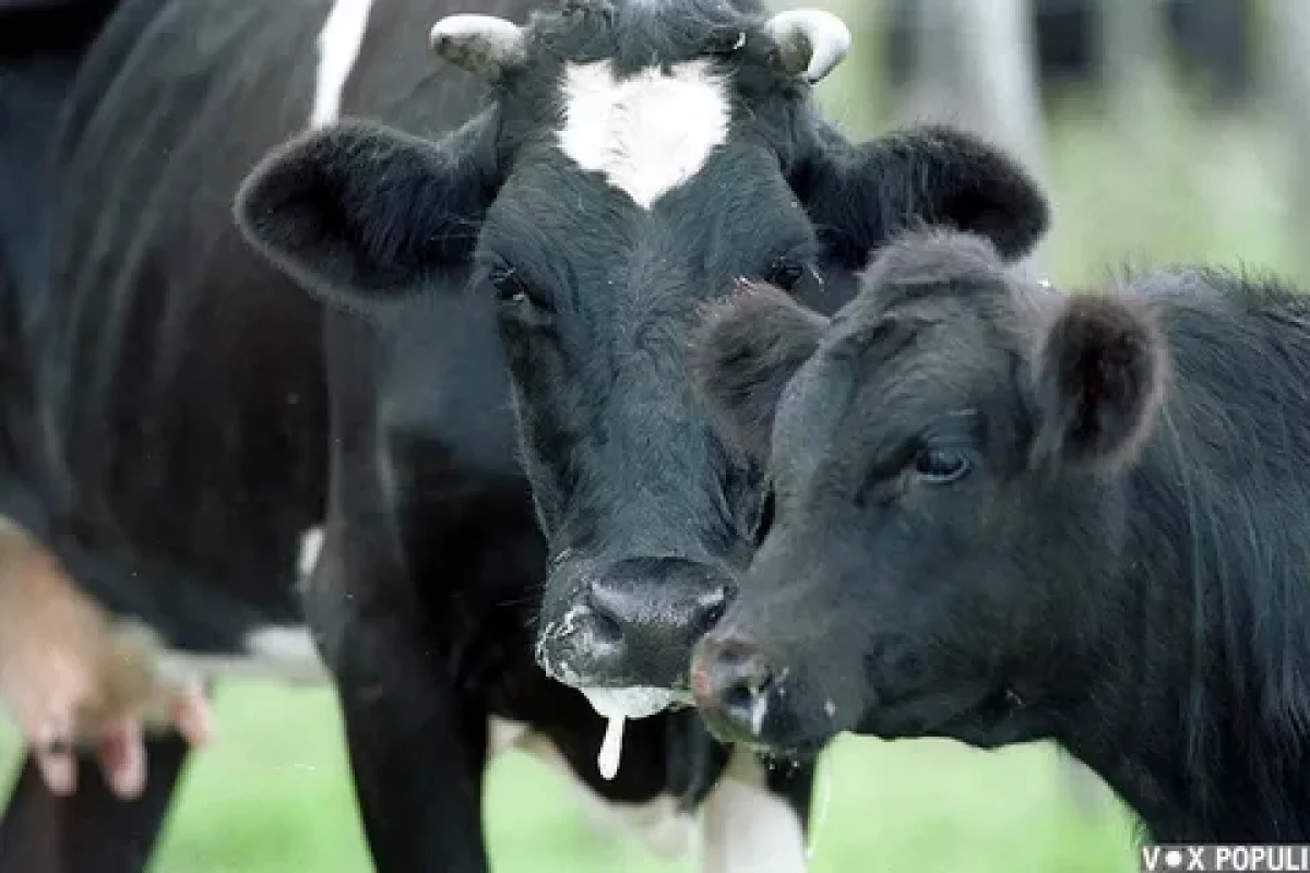 Мал ауруы тіркелген шаруа қожалыққа шектеу шаралары енгізілді