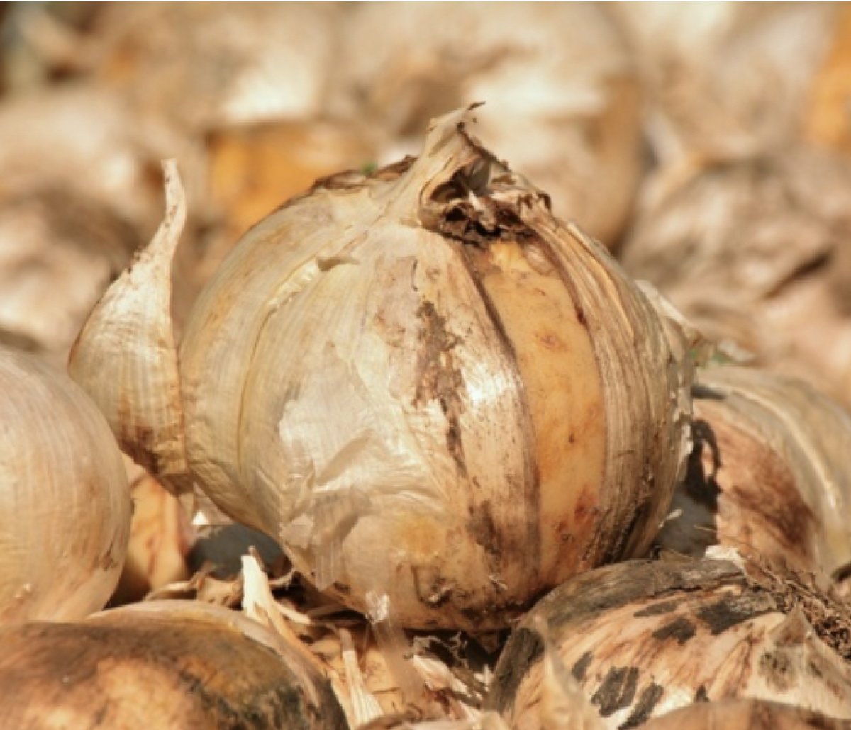 Лук дороже мяса стоит на Филиппинах