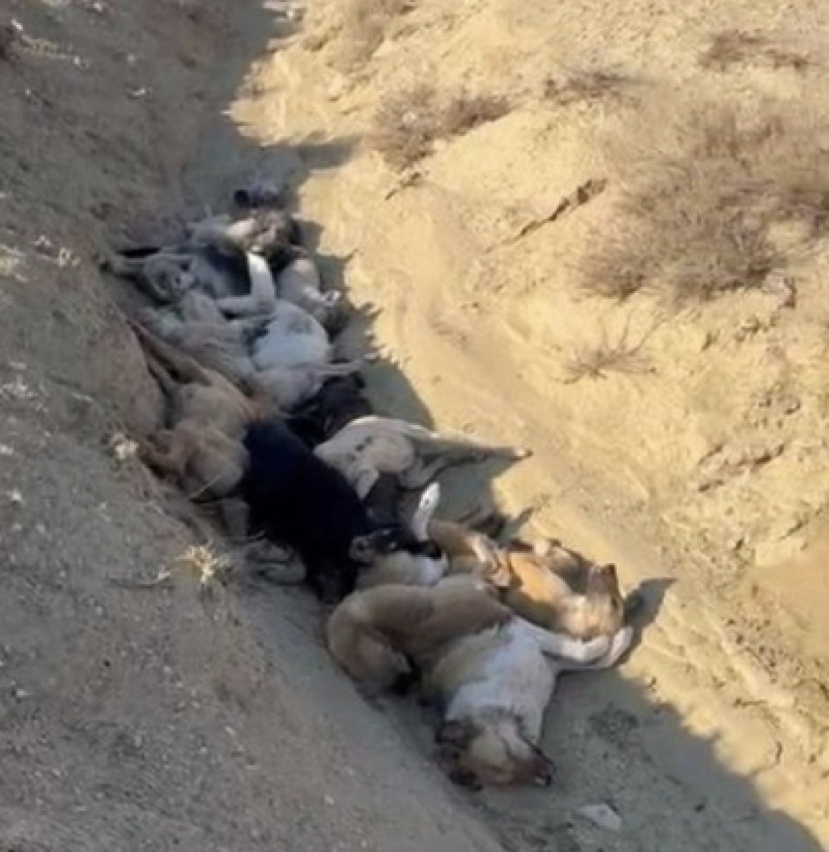 «Деньги - в карманах чиновников, а трупы собак - в яме»: зоозащитники Актау заявили о хищениях средств на стерилизацию животных