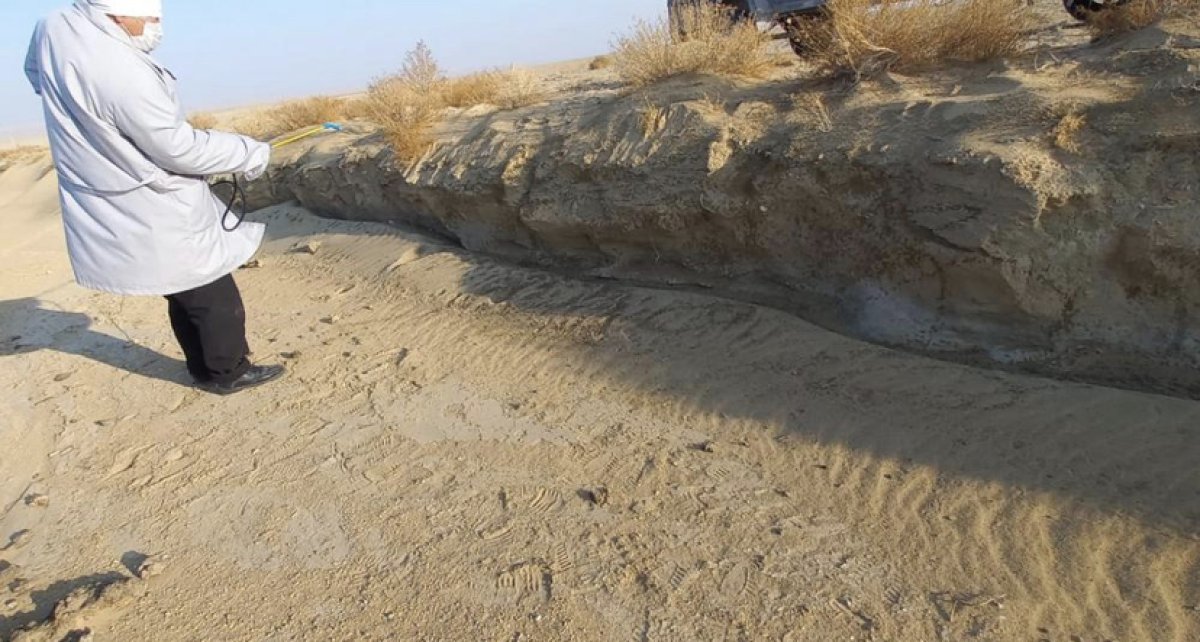 Трупы собак в яме близ Актау: местность продезинфицировали