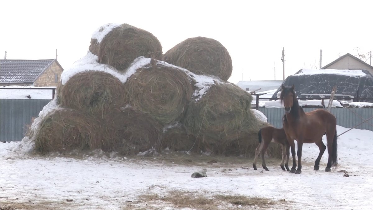 Из-за дорогих кормов сельчане вырезают скот в Карагандинской области
