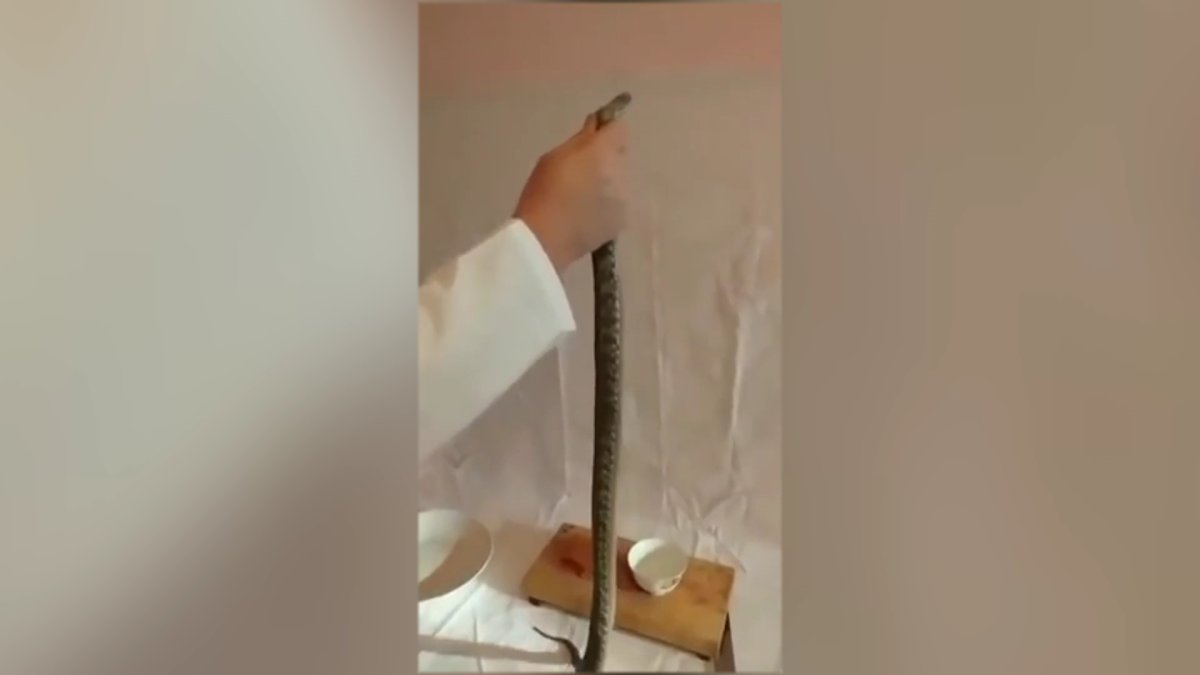 Емшілер жыланнан сорпа, тасбақадан дәрі жасап жүр