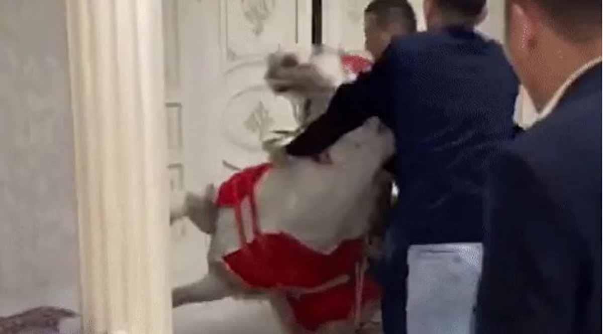 Мужчину привлекли к ответственности за жестокое обращение с лошадью на сундет тое