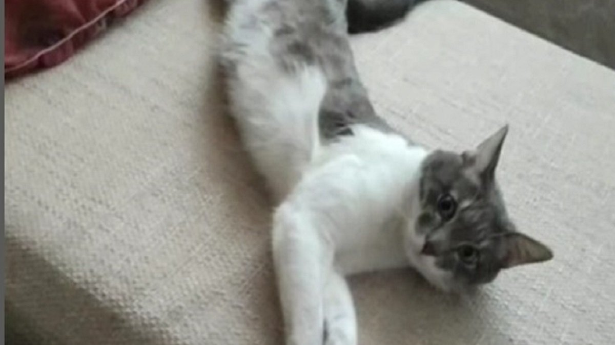 Забившего кота насмерть шваброй живодёра приговорили к общественным работам в Актау