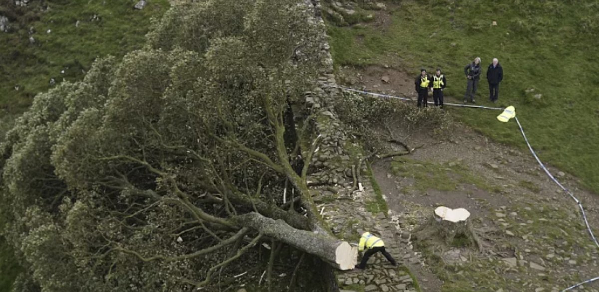 Скандал вокруг «дерева Робин Гуда» разгорелся в Англии