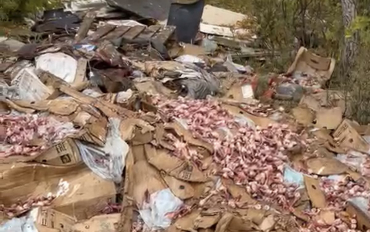 Свалку куриных отходов обнаружили близ Караганды