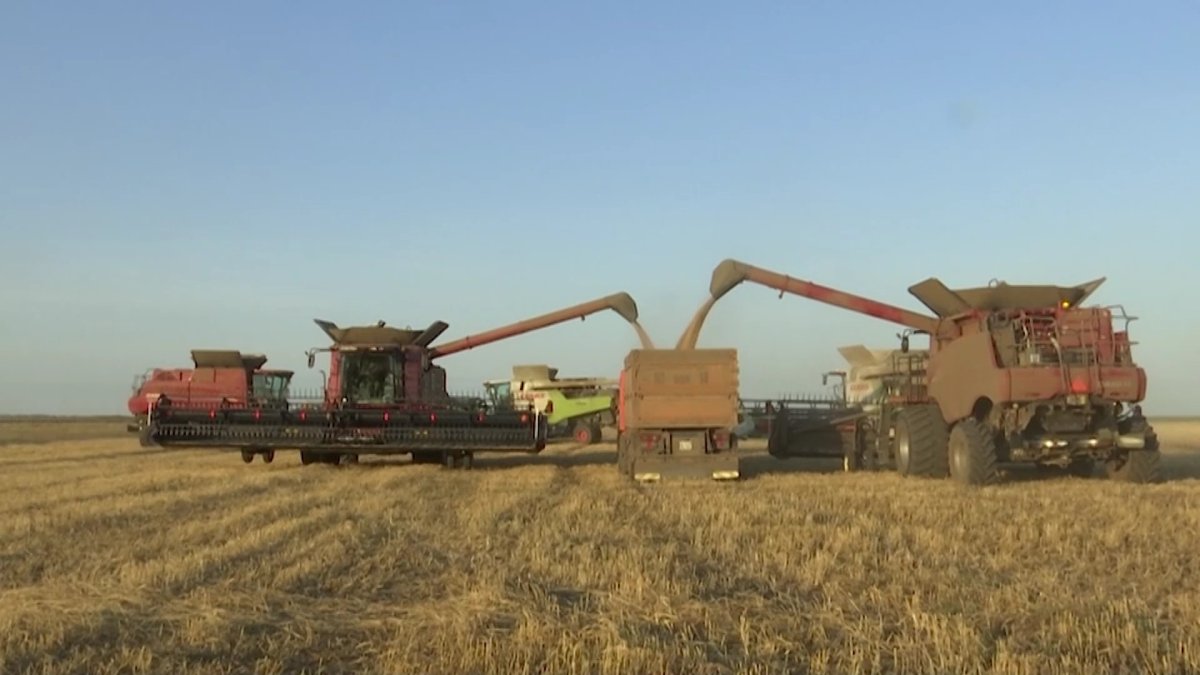 Павлодар облысында  егін жинау науқаны кешігіп жатыр