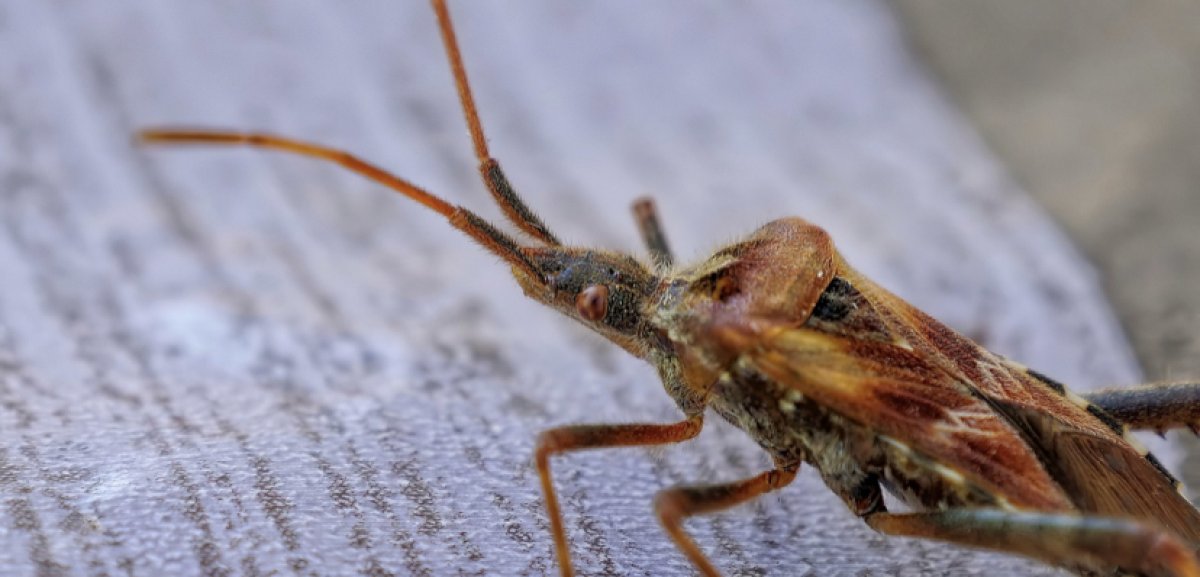 Двое детей в Актау умерли после травли клопов в соседской квартире
