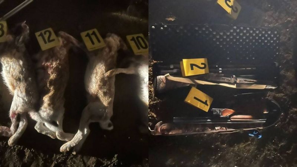 Полицейлер заңсыз қоян атқан тұрғынды ұстады