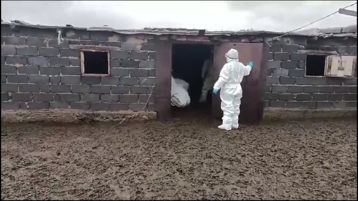 Трое карагандинцев заразились сибирской язвой