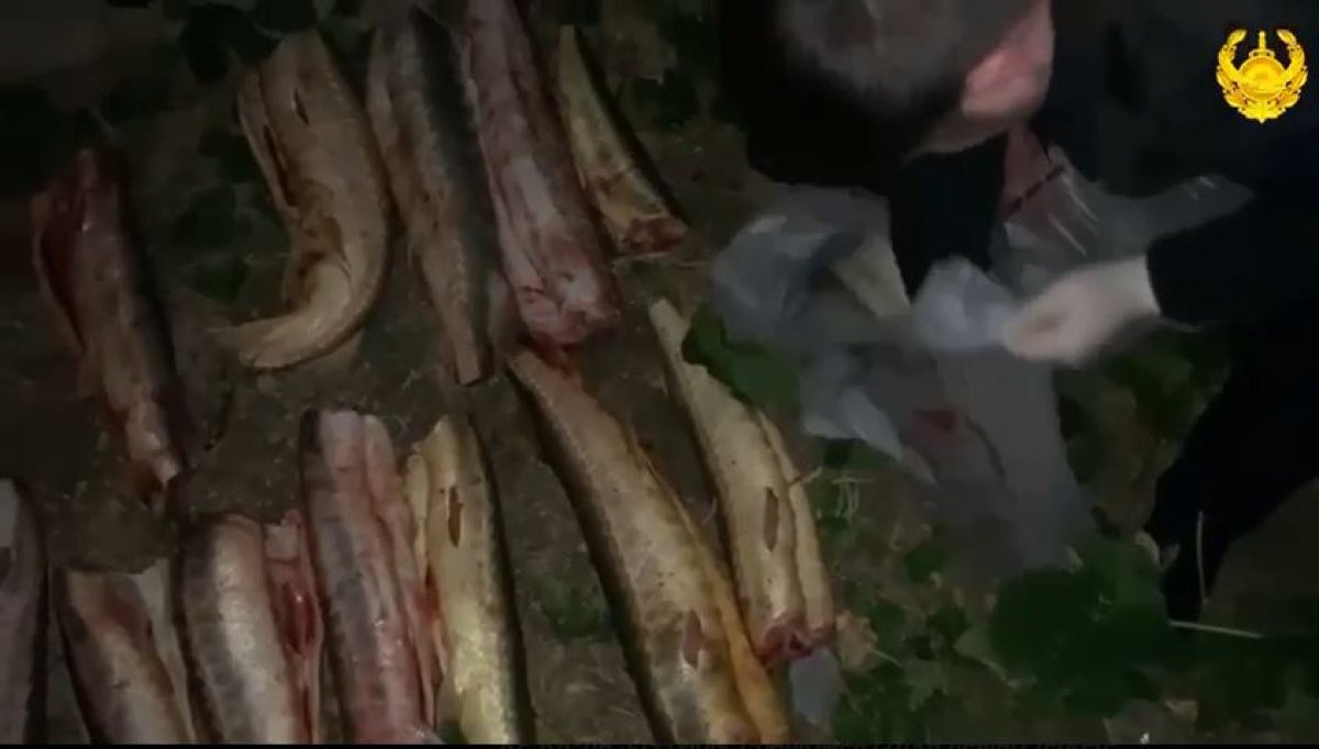 Около 100 кг осетровой рыбы изъято атыраускими полицейскими