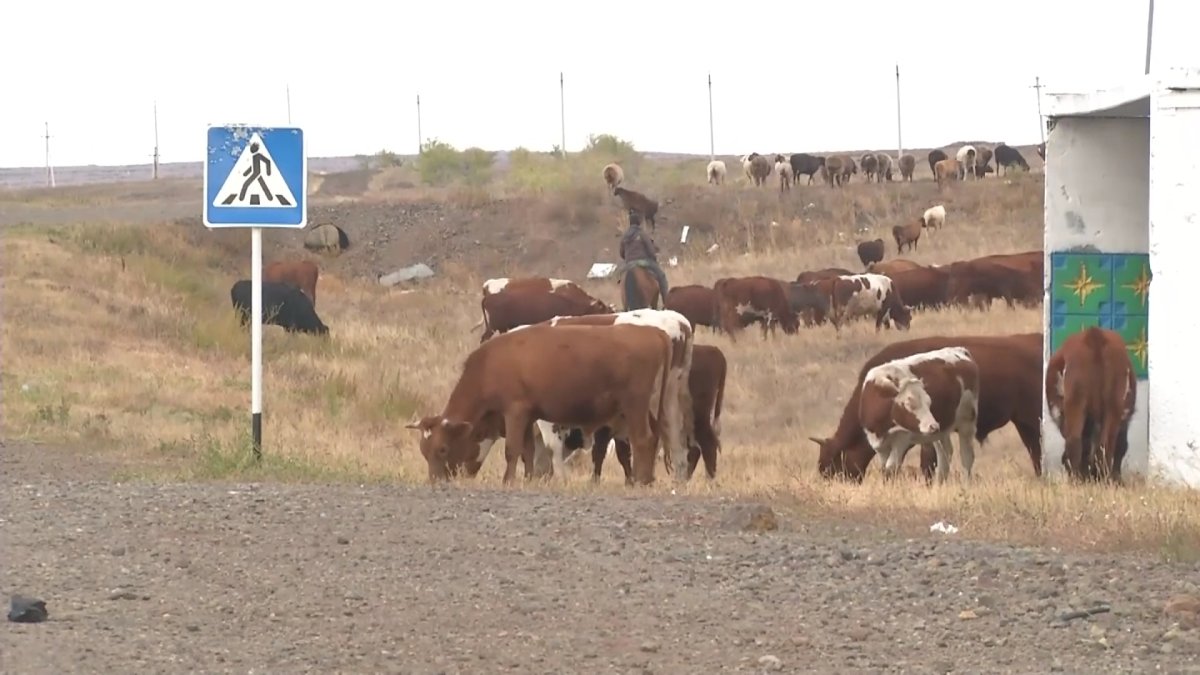 Сибирская язва под Карагандой: скончался 75-летний мужчина