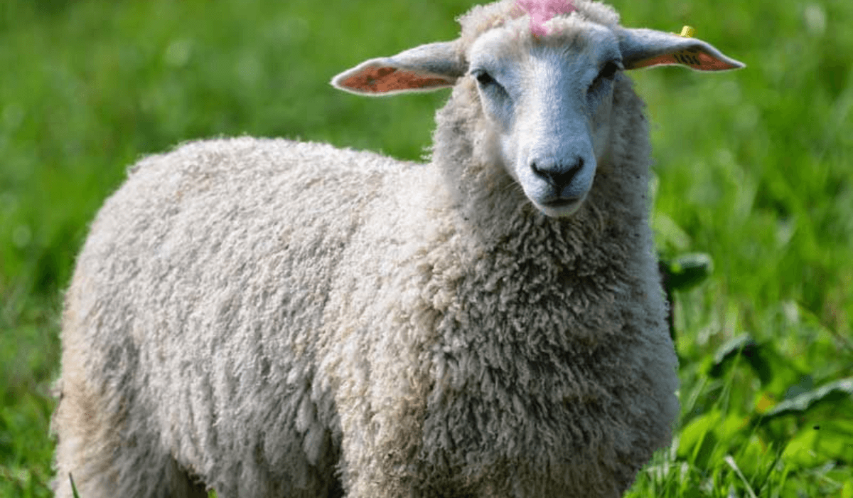 «Қоймен қыдырдым»: Астанада қала ішінде қой сүйреп жүрген блогер қамауға алынды