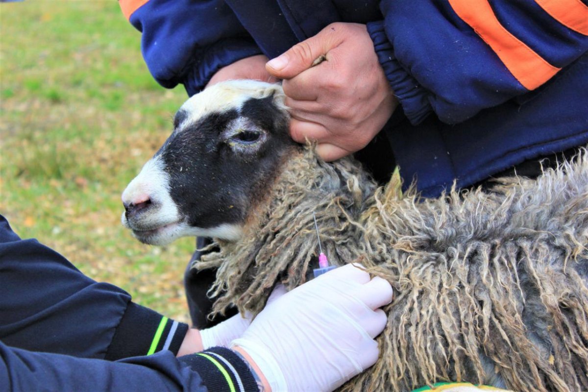 На карантин закрывают пригородное село Актобе из-за оспы
