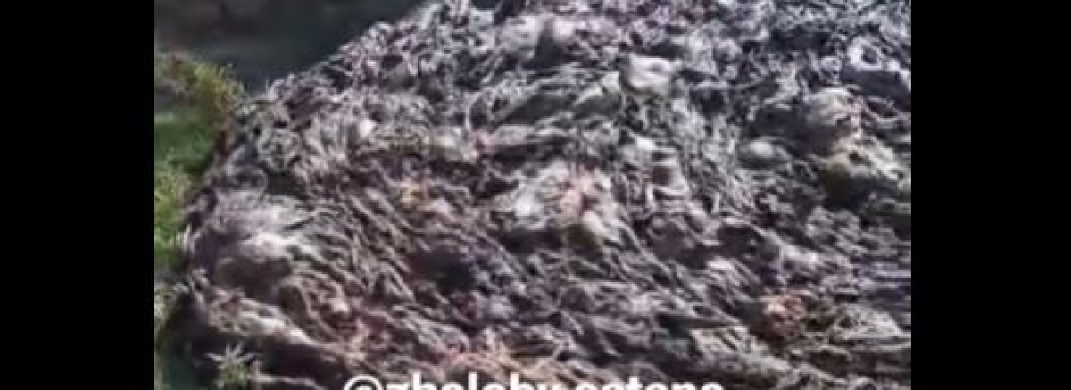 Гниющую свалку куриных трупов обнаружили близ Астаны