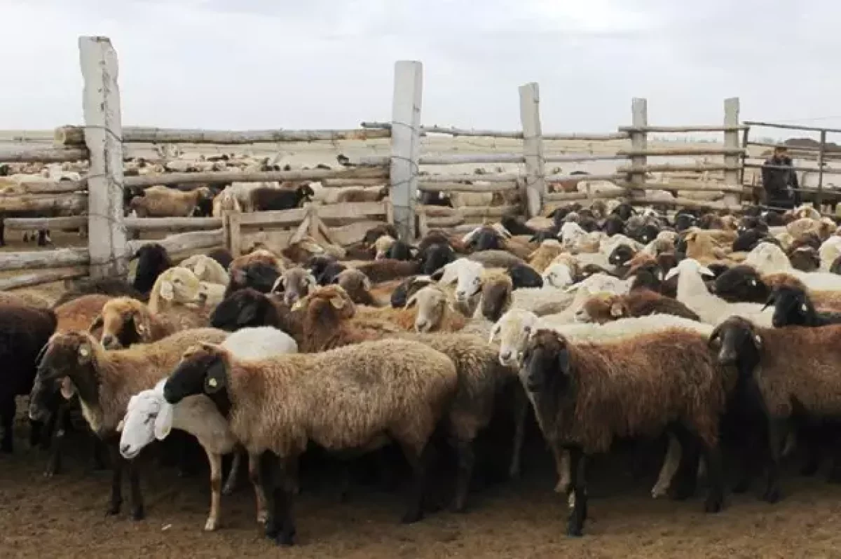 "Мал қырылып қалуы мүмкін". Ақтөбеде қойда қауіпті жұқпалы ауру тарады