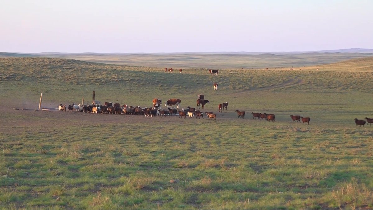 Павлодарлық шаруалар алданып қалды