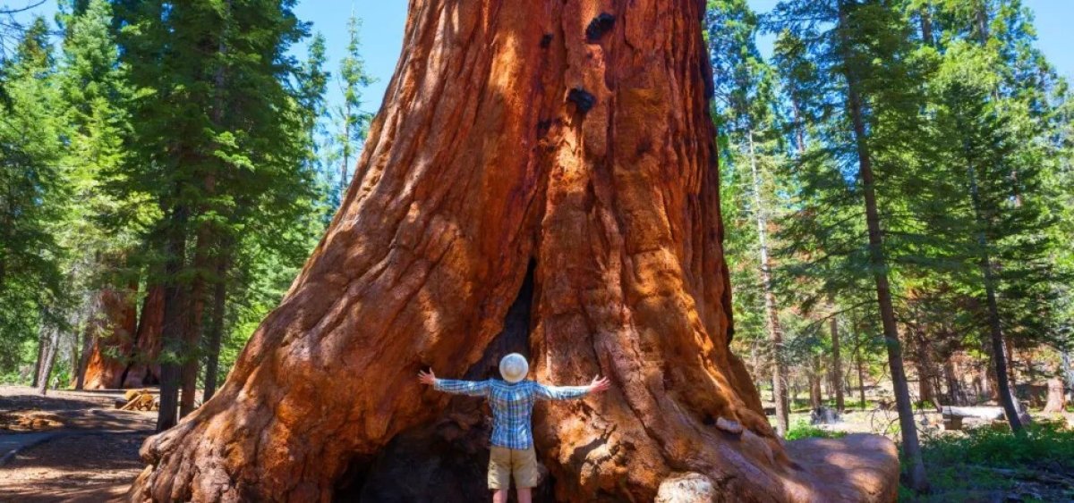 Испанцам запретили обнимать деревья