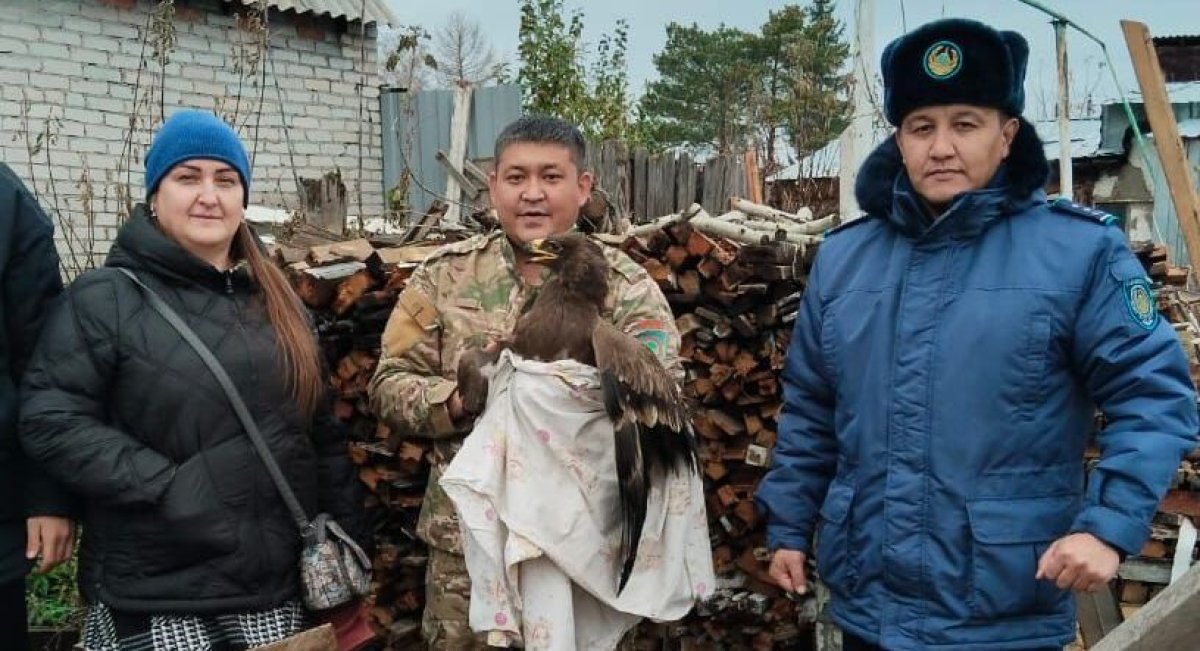 Краснокнижного степного орла спасли в Костанайской области