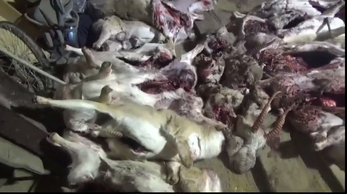 23 туши сайгаков обнаружили полицейские в Сатпаеве