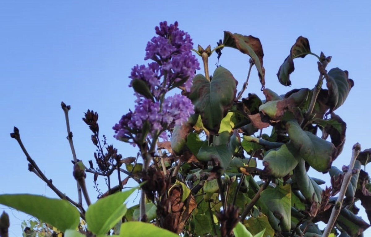 Глобальное потепление: сирень зацвела в Актау (ФОТО)