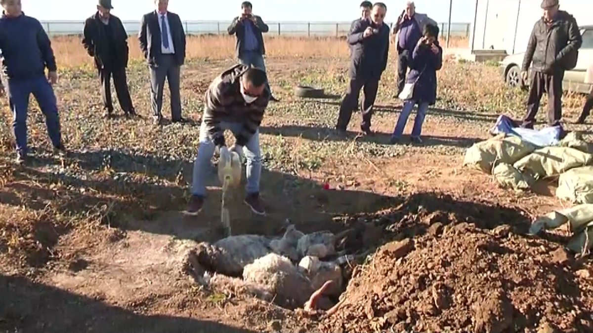 БҚО-да сібір жарасымен ауырған мал көмілген жер қоршалмаған