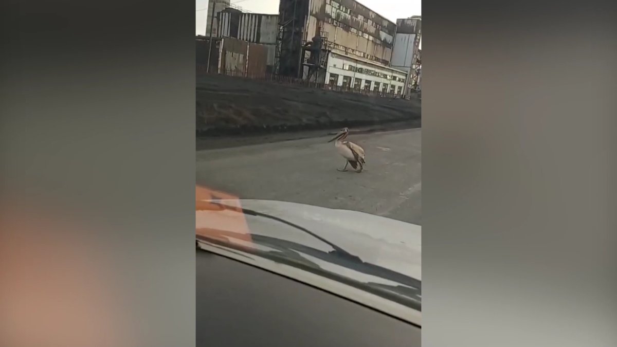 Семья пеликанов пришла за помощью к горнякам Экибастуза