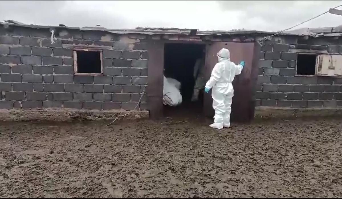 Сибирскую язву завезли в Астану