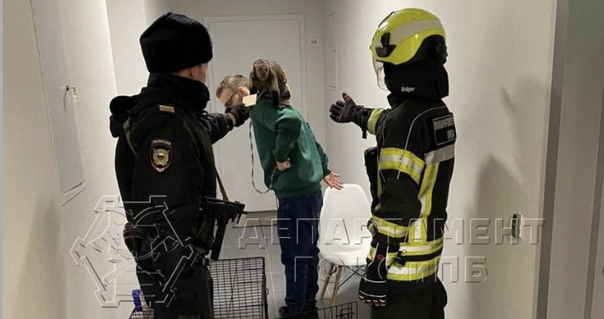 Обезьяна взяла в заложники мужчину после семейной ссоры