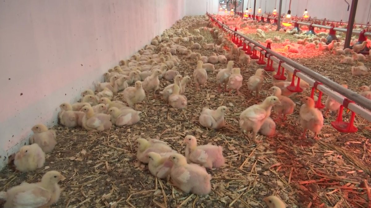 Қызылордада «бройлер» құстарды өсіру қолға алынды