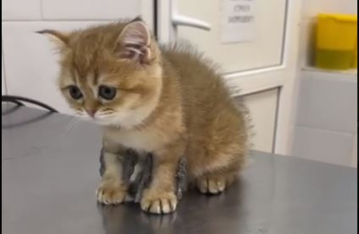 Теперь может ходить: врачи вылечили котенка от редкого недуга