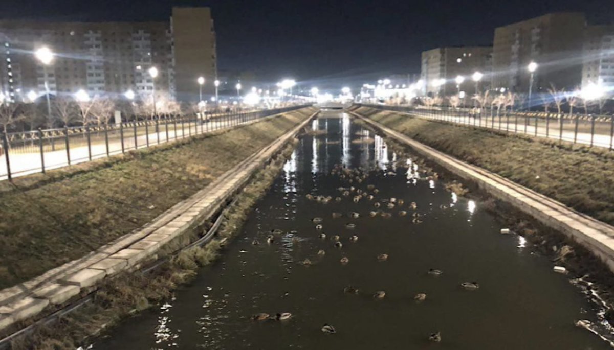 "Утки мёрзнут, отметьте акимат": астачане озаботились жильём для птиц