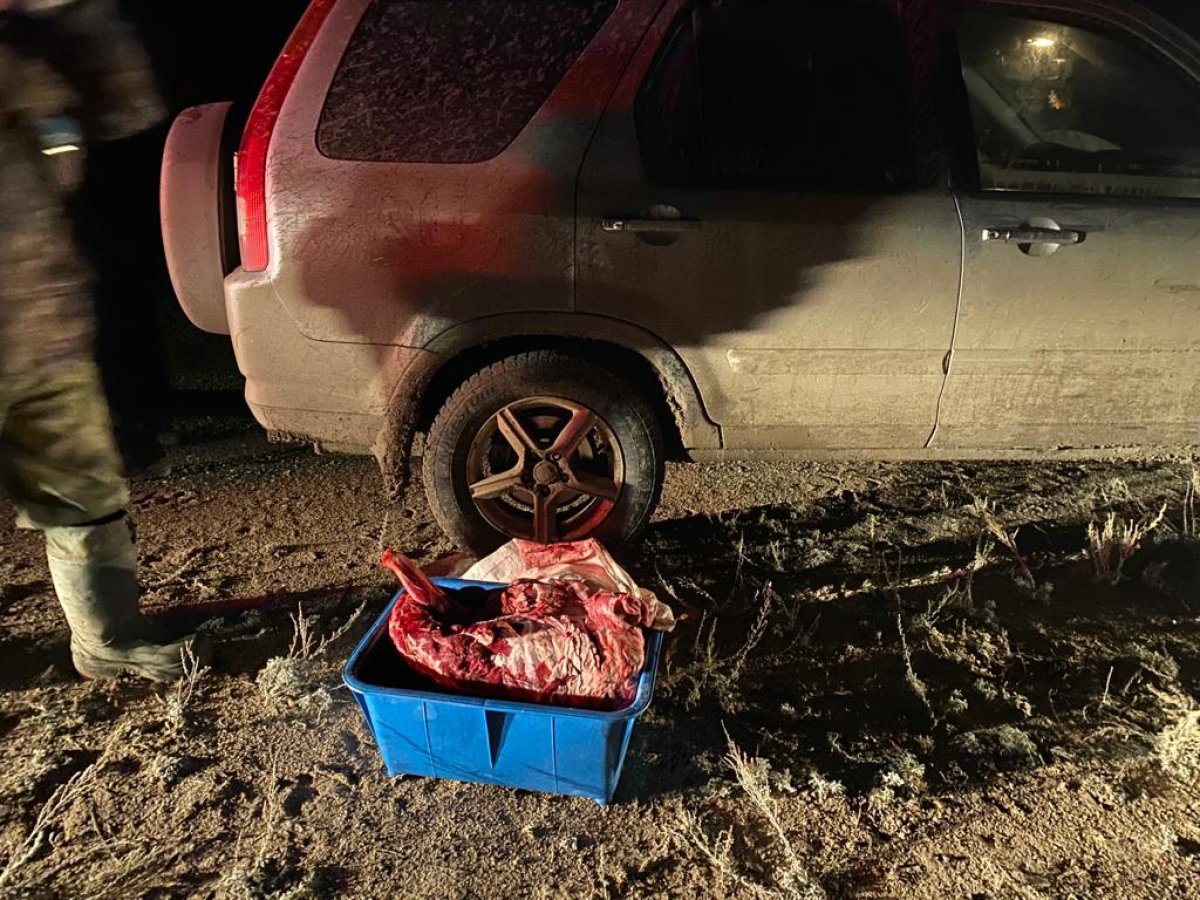 Двум алматинцам грозит тюрьма за охоту на Западе Казахстана